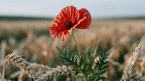 Golden wheat field with a single red poppy. Poppy blooms vividly against rustic grain stalks