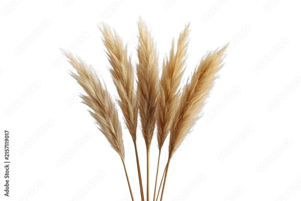 Fototapeta premium Tall golden ornamental grain stems with soft plumes isolated on transparent background