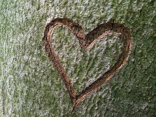 Heart Shape Carved into Tree Bark Close Up Concept of Love for Nature