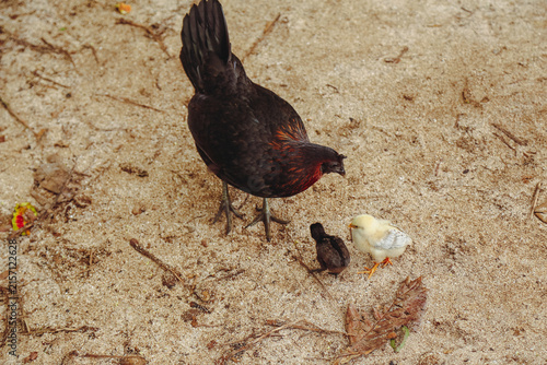 A mother hen with her baby chicks freely roaming outdoors on sand near a beach in Hawaii