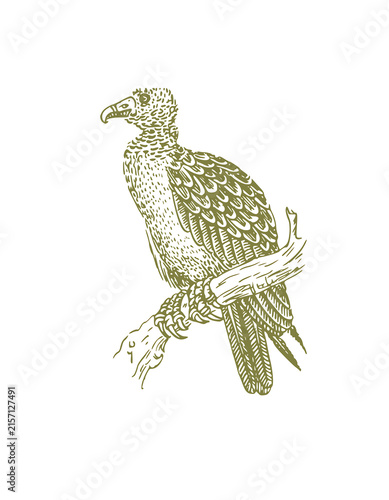 Isolated green leafy bird illustration