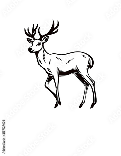 Deer standing isolated on white background