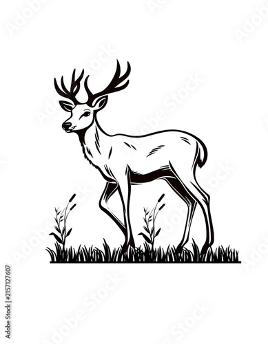 Deer standing in grassy field illustration