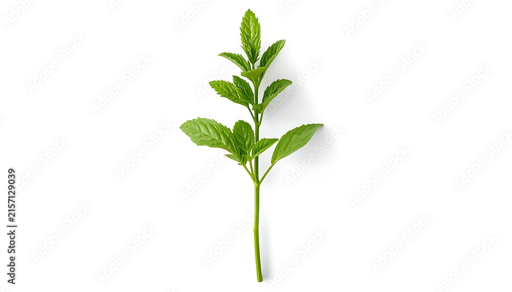 Fototapeta premium A vibrant green herb sprig with serrated leaves is isolated on a white background