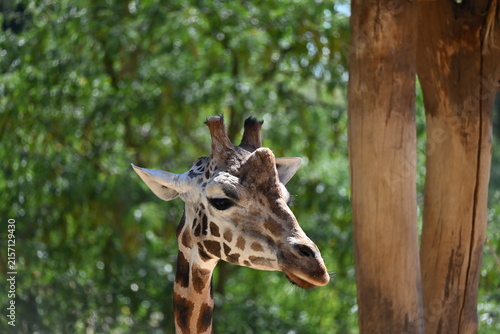 Photography the angolan giraffe (giraffa camelopardalis camelopardalis) is a subspecies of g