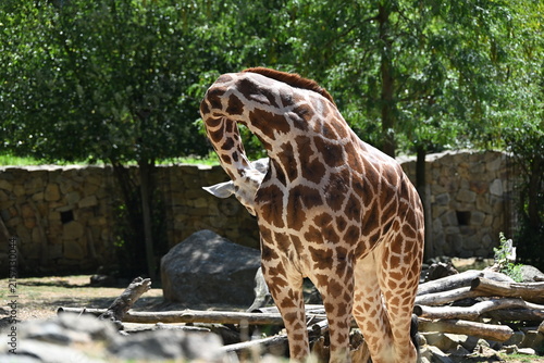 Canvastavla the angolan giraffe (giraffa camelopardalis camelopardalis) is a subspecies of g