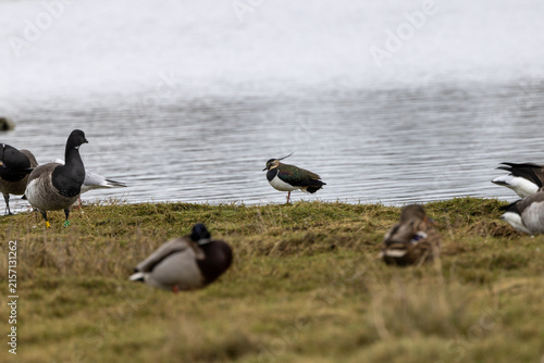 Photography Northern Lapwing with Brent Geese and Mallards