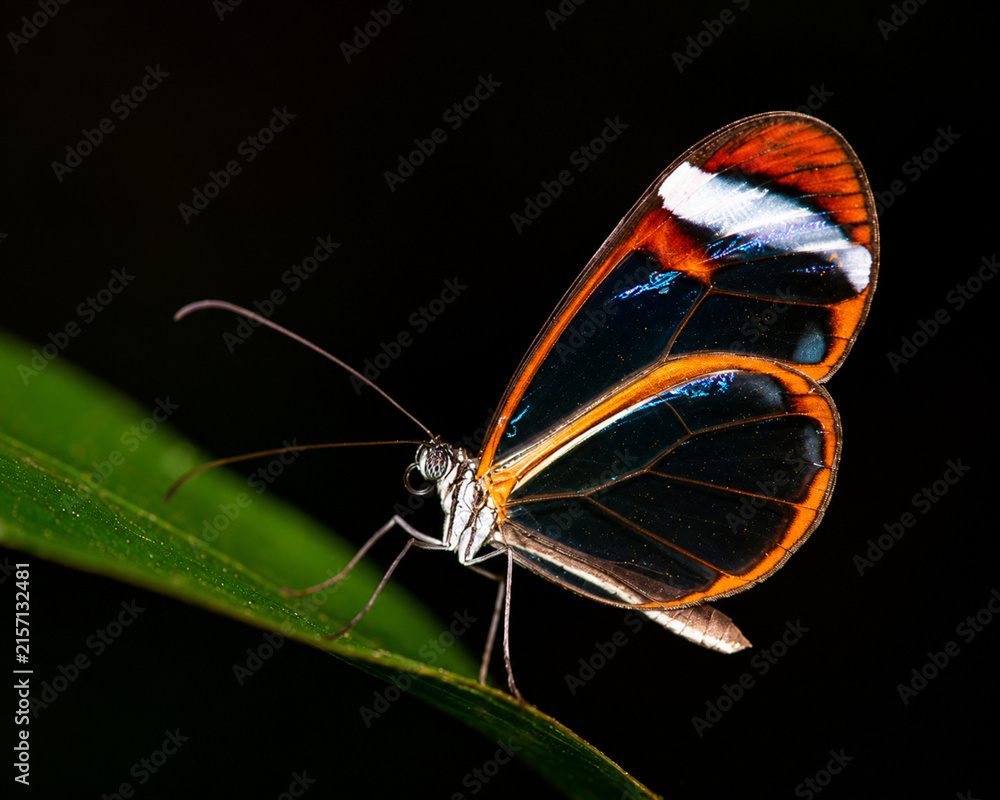 Glasswing Butterfly on a Leaf.