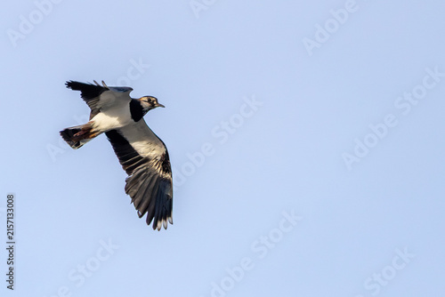 Obraz na płótnie Northern Lapwing in Flight