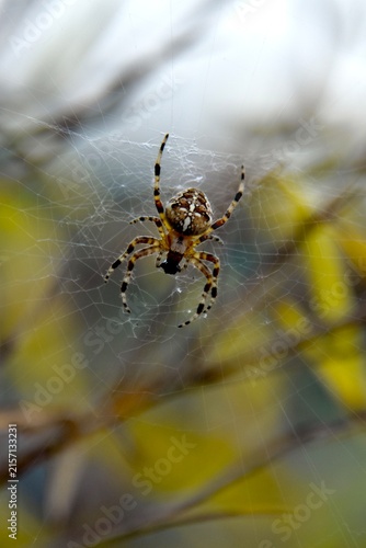 European garden spider waiting in the center of its orb web