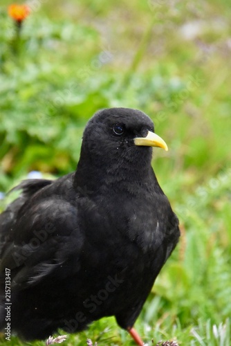 Obraz na plátně Alpine chough portrait with yellow beak and red legs