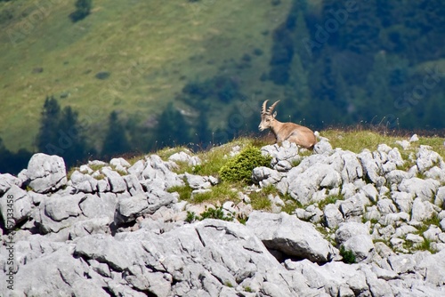 Female alpine ibex resting on a grassy patch amidst rocky karst terrain
