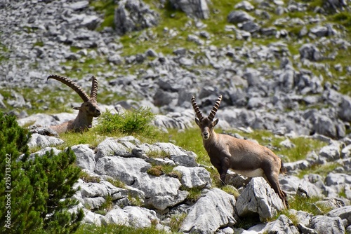 Two alpine ibex bucks resting and standing on a rocky mountain slope