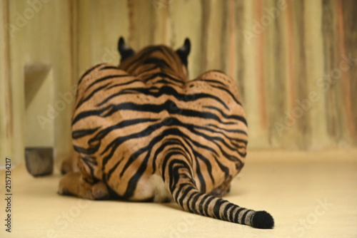 the sumatran tiger (panthera tigris sumatrae) is a critically endangered tiger subspecies native to the indonesian island of sumatra. it is the smallest living tiger subspecies and is adapted to tropi