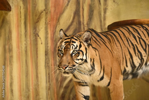 the sumatran tiger (panthera tigris sumatrae) is a critically endangered tiger subspecies native to the indonesian island of sumatra. it is the smallest living tiger subspecies and is adapted to tropi