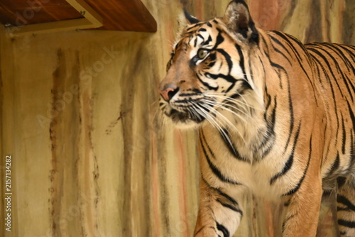 the sumatran tiger (panthera tigris sumatrae) is a critically endangered tiger subspecies native to the indonesian island of sumatra. it is the smallest living tiger subspecies and is adapted to tropi