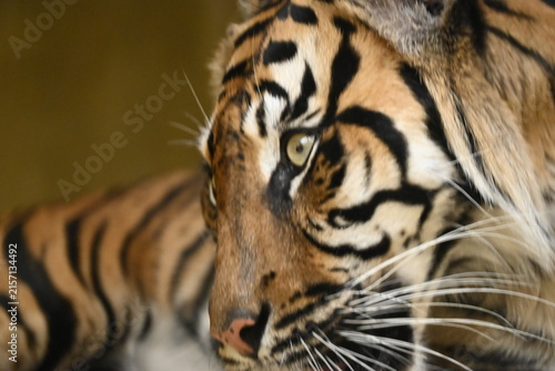 the sumatran tiger (panthera tigris sumatrae) is a critically endangered tiger subspecies native to the indonesian island of sumatra. it is the smallest living tiger subspecies and is adapted to tropi