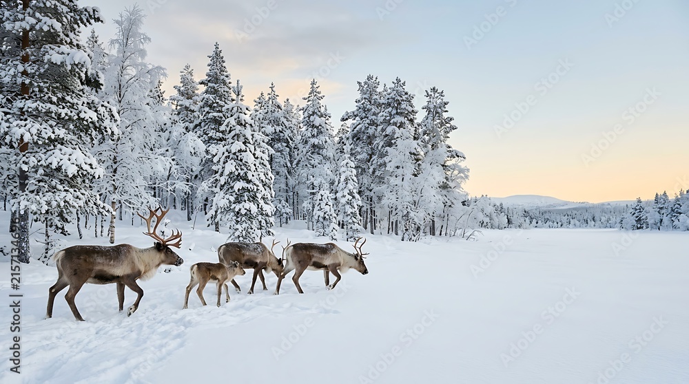 Naklejka premium Herd of reindeer walking through snowy pine forest during winter sunset for nordic nature travel and wildlife photography.