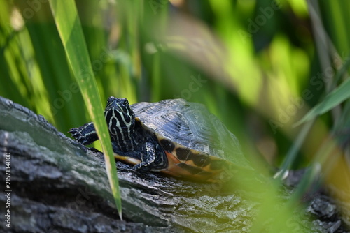 Foto the red-eared slider (trachemys scripta elegans) is a freshwater turtle native to the southern united states and northeastern mexico