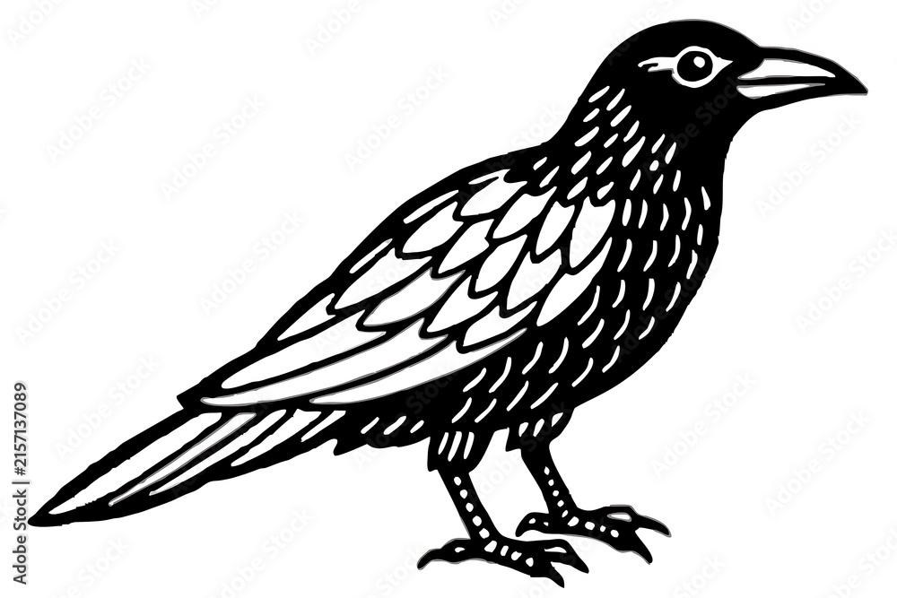 Fototapeta premium Black crow bird standing on one leg