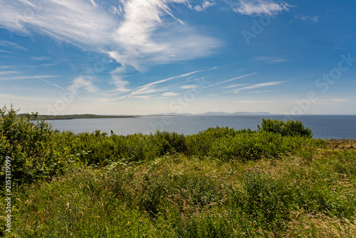 Vibrant green grasses sway gently near a calm sea
