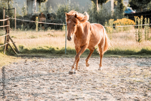 Obraz na plátně Chestnut horse trotting and kicking up dust in a sunlit sandy paddock with woode