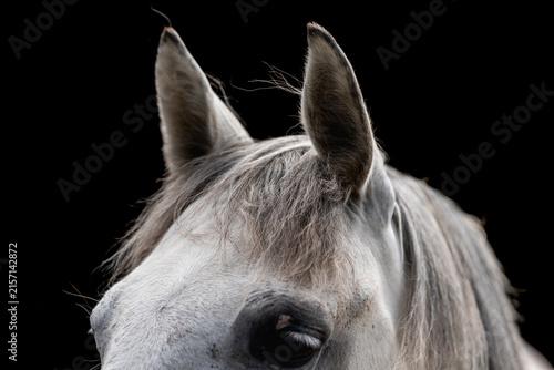 Konstfotografi Close-up portrait of a gray-white horse head with attentive ears, expressive dar
