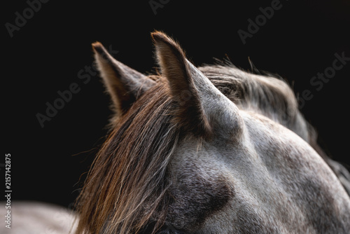 Foto Close-up portrait of a dappled dark horse head with flowing mane, detailed coat