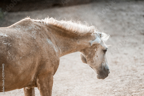 Canvastavla Close-up of a dusty palomino horse with lowered head and ruffled mane in a sunli