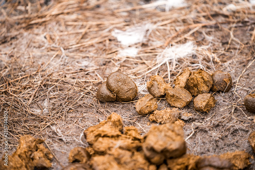Konstfotografi Animal droppings and manure scattered on dry grass and dirt in a rural outdoor c