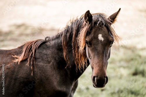 Close-up portrait of a dark brown horse with a white forehead star standing in a grassy meadow under soft natural light
