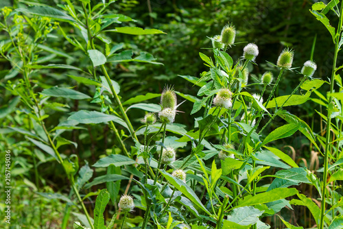 Canvastavla Common Teasel (Dipsacus fullonum), a tall, prickly biennial plant recognizable by its distinctive spiky, egg-shaped flower heads and opposite green leaves