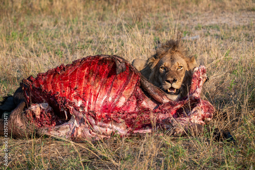 Quadro su tela Lion with Wildebeest kill in South Africa