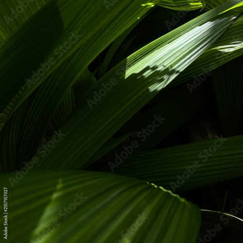 Palm leaves with dramatic sunlight for wellness background
