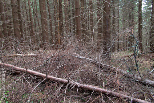 Fallen dry pine tree branches lying on the ground in a dense mountain spruce forest