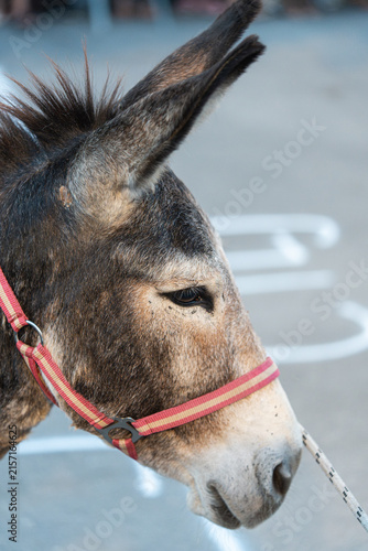 Obraz na płótnie Close up profile shot of donkey head wearing pink halter with lead rope