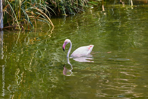 Greater flamingo feeding in shallow lagoon