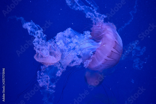 Obraz na plátně Large jellyfish with flowing tentacles glowing in blue aquarium water