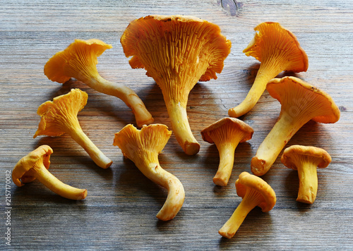 A group of fresh golden chanterelle mushrooms arranged on a rustic wooden surface