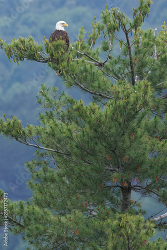 Majectic Bald Eagle Perched in a White Pine Tree