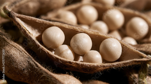 Macro view of open dry lupin pod containing pale round seeds with fibrous texture and shallow depth of field