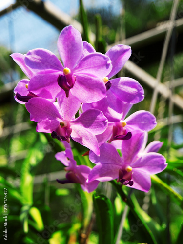 Quadro su tela Purple Vanda orchid in Thailand garden