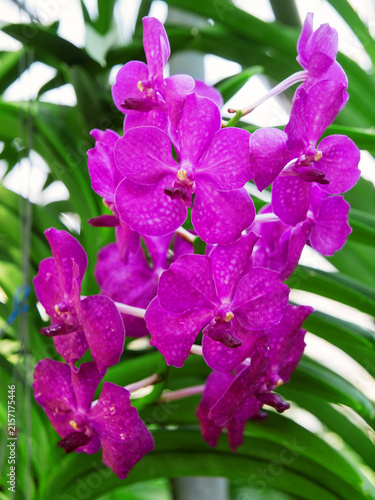 Foto Purple Vanda orchid in Thailand garden