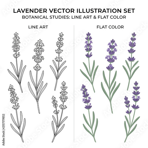 Lavender Flower Vector Illustration Set in Line Art and Flat Color Styles