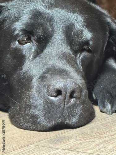 Fotografie old black labrador retriever