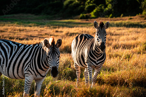 Canvas Print Addo Elephant Park Wildlife, South Africa