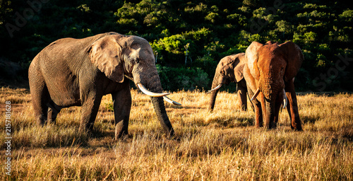 Canvas Print Addo Elephant Park Wildlife, South Africa