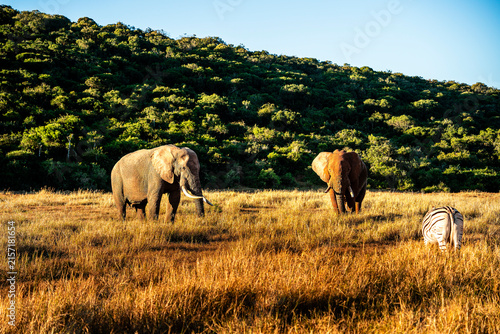 Addo Elephant Park Wildlife, South Africa
