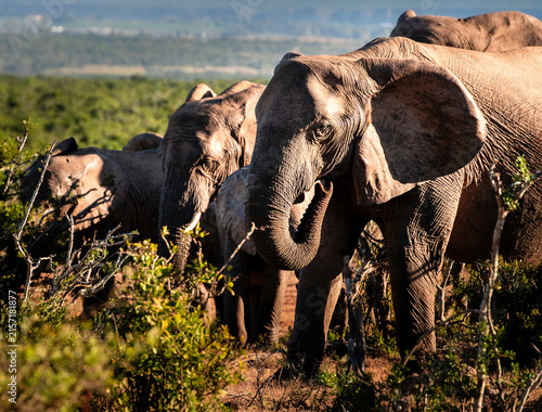 Addo Elephant Park Wildlife, South Africa