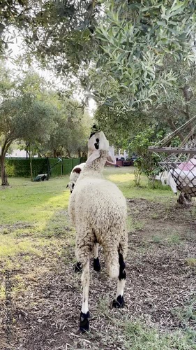 Sheep eating leaves from olive tree